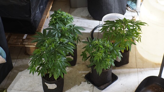 Growreport Bild 7