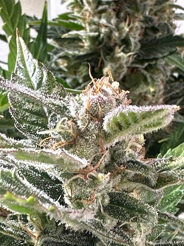 Growreport Bild 64