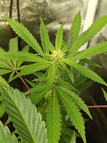 Growreport Bild 8