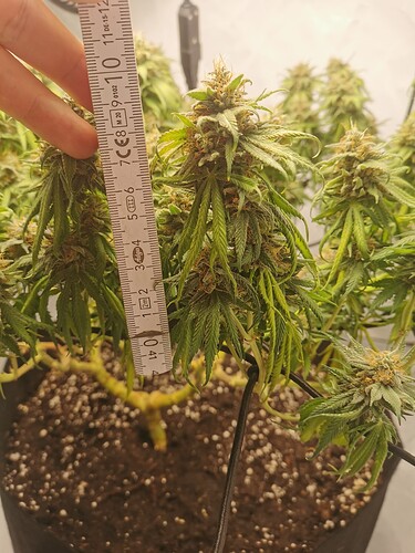 Growreport Bild 10