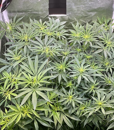 Growreport Bild 1