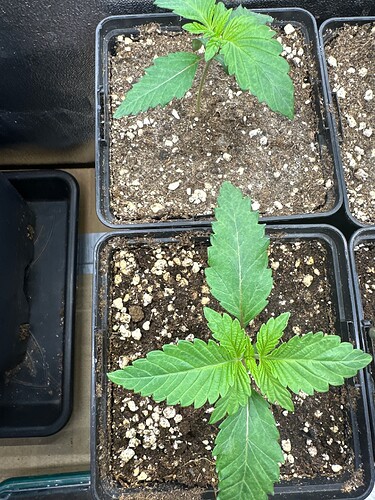 Growreport Bild 34