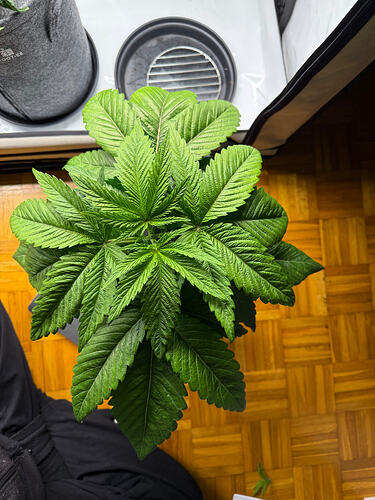 Growreport Bild 4