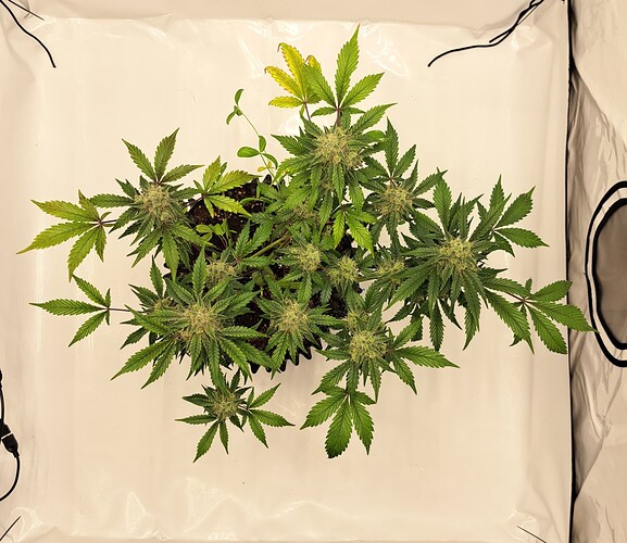 Growreport Bild 49