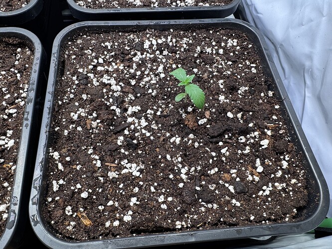 Growreport Bild 3