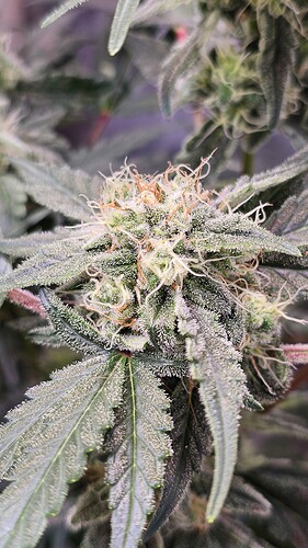 Growreport Bild 12