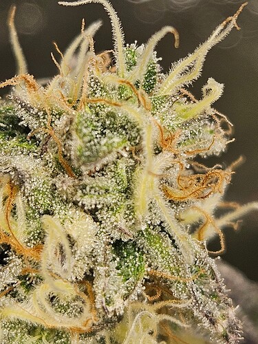 Growreport Bild 11