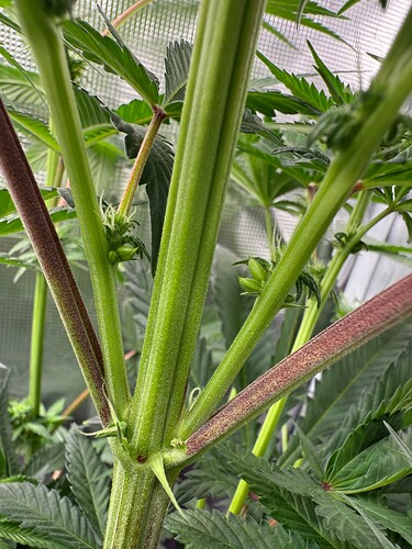 Growreport Bild 5
