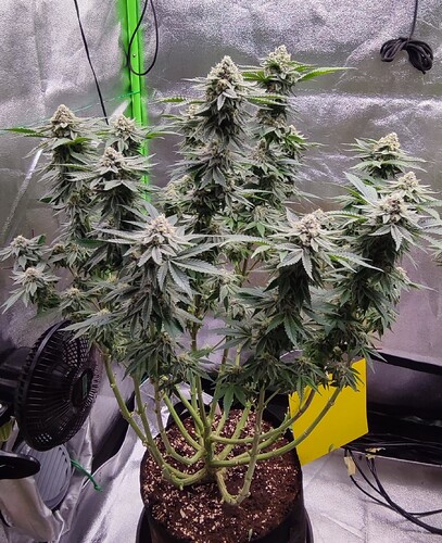Growreport Bild 6