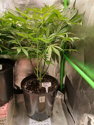 Growreport Bild 1