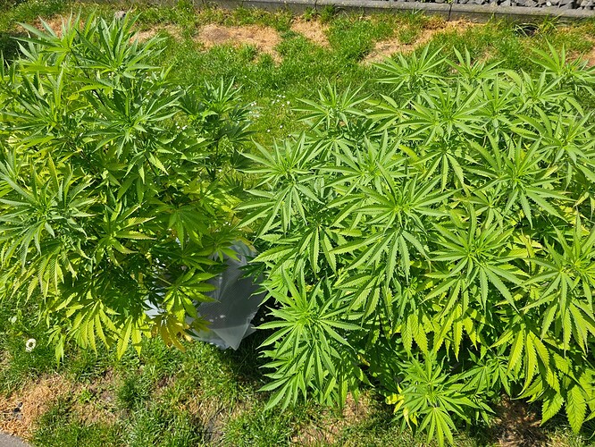 Growreport Bild 1