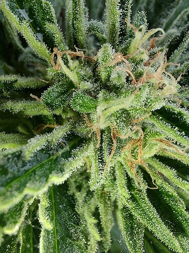 Growreport Bild 6