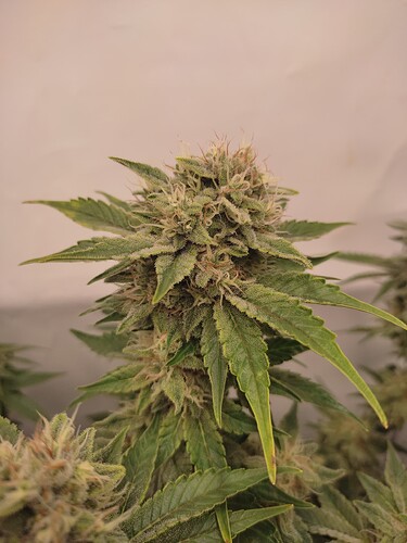 Growreport Bild 12