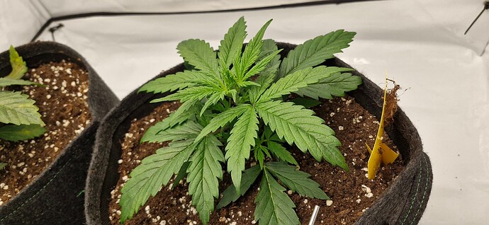 Growreport Bild 25