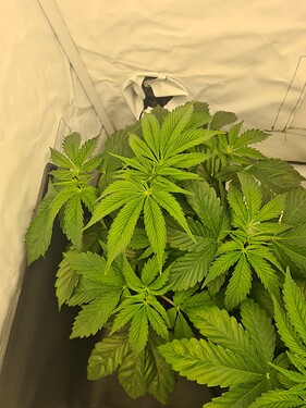 Growreport Bild 2