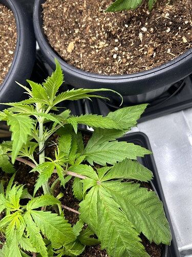 Growreport Bild 35