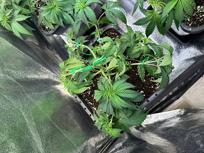 Growreport Bild 25