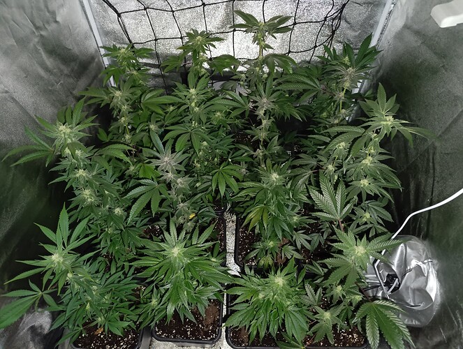 Growreport Bild 5