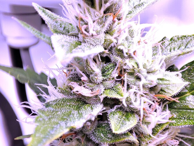 Growreport Bild 73