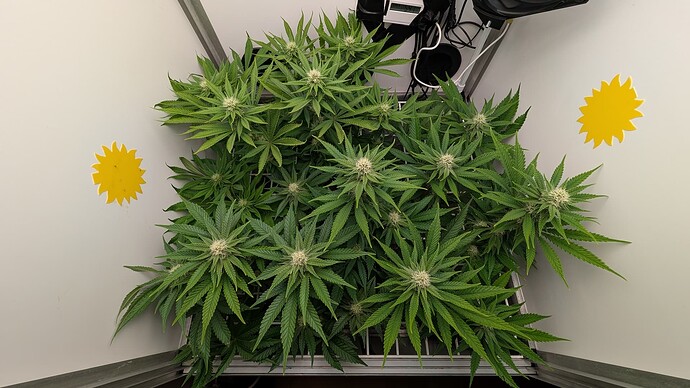 Growreport Bild 7