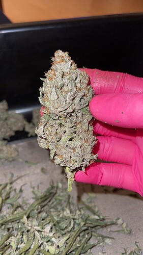 Growreport Bild 54