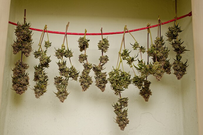 IMG_1318Tag 79 Watermelon  Ernte2