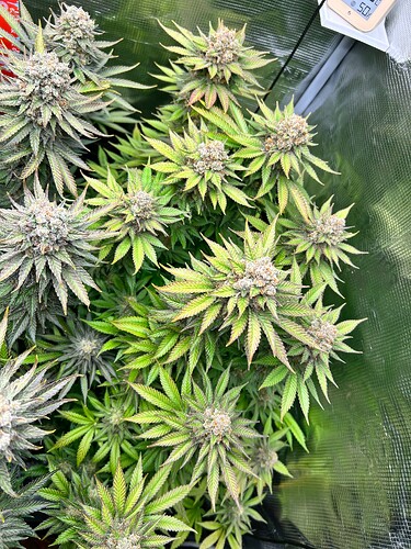 Eine blühende Cannabispflanze in einem Growzelt mit sichtbarem Hygrometer.