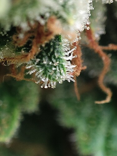 Growreport Bild 100