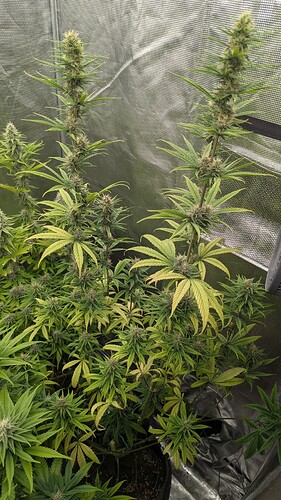 Growreport Bild 11