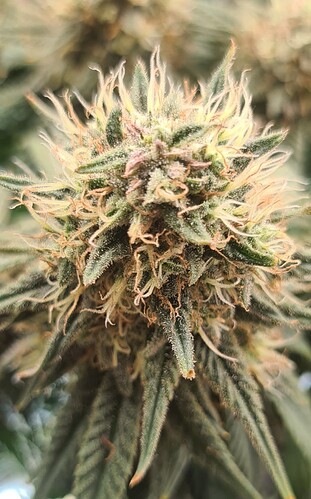 Growreport Bild 7