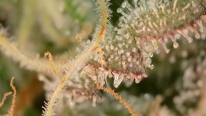 Growreport Bild 30