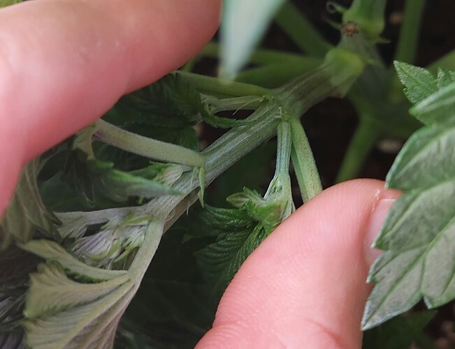 Growreport Bild 2