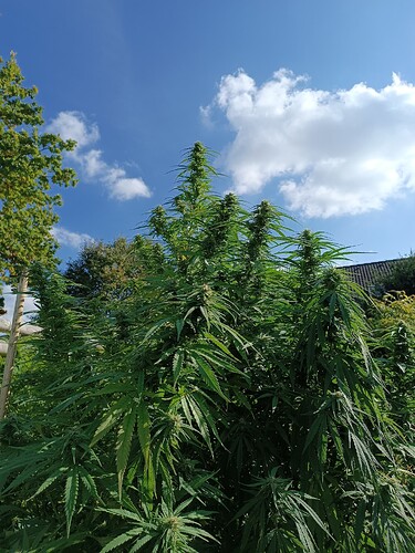 17594096728158223408593968625037