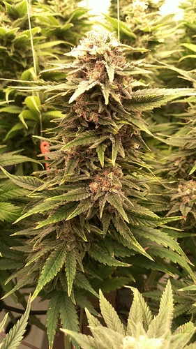 Growreport Bild 6