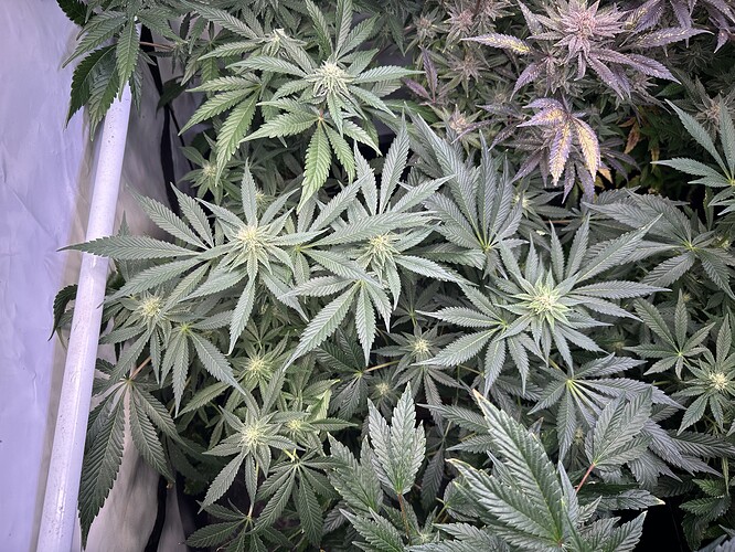 Growreport Bild 19