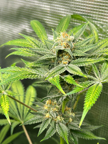 Growreport Bild 7