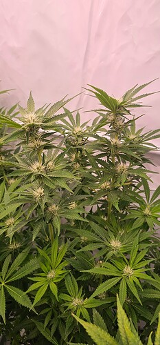 Growreport Bild 10
