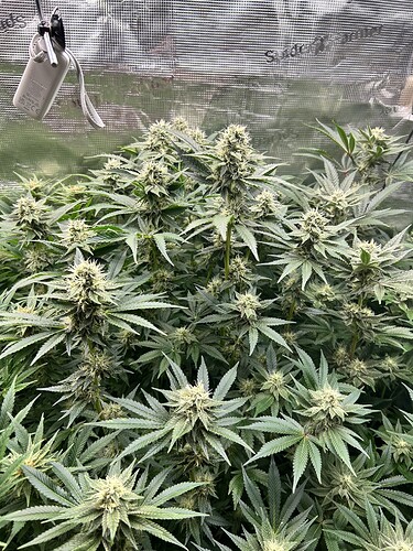 Mehrere blühende Cannabispflanzen mit dichten, weißen Blütenständen und breiten, grünen Blättern, die in einer Growbox wachsen.