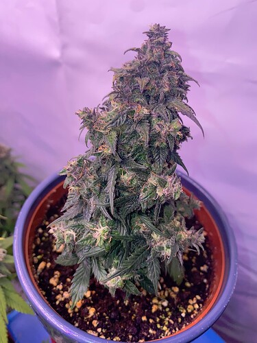 Growreport Bild 19