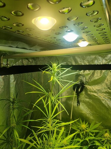 Eine Cannabis-Pflanze im Wuchs unter einer LED-Wachstumslampe in einem Growzelt.