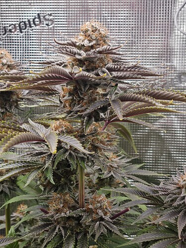 Growreport Bild 6