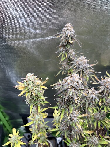 Growreport Bild 5
