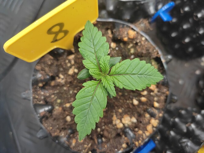 Growreport Bild 3