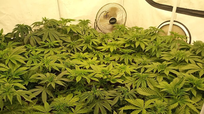 Growreport Bild 4