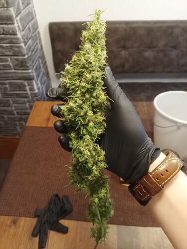 Growreport Bild 12