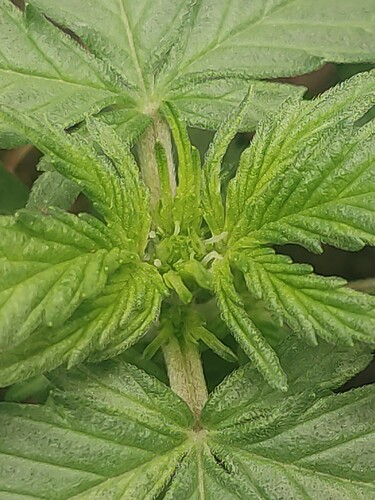 Picture_20240519034551