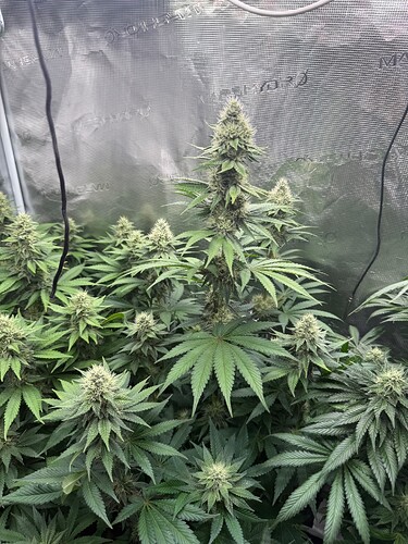 Growreport Bild 5