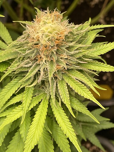 Growreport Bild 12