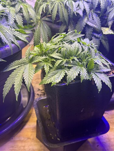 Growreport Bild 97