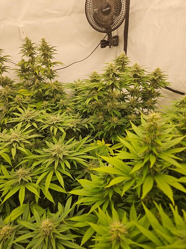 Growreport Bild 4